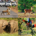 Best Time to Visit Jim Corbett National Park