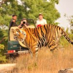 The Best Time to See Tigers in Jim Corbett National Park
