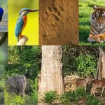 The Ultimate Guide to Visiting Jim Corbett National Park in the Perfect Season