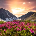 Valley of Flowers Trek 2026: Best Time, Itinerary & Budget Breakdown